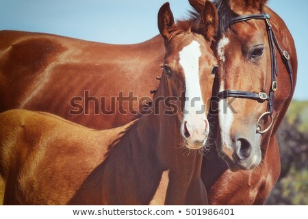 Foto stock: Mare And Colt