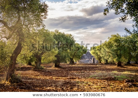 Stok fotoğraf: Old Olive Trees And Flowers
