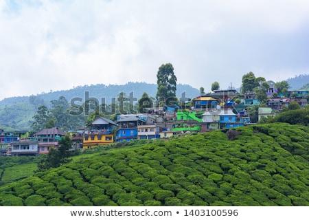 Stock photo: Tea Plantations Munnar India