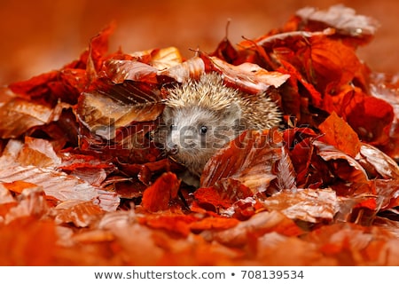 Stok fotoğraf: Hedgehog In Autumn Leaves