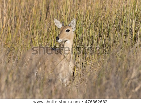 Stockfoto: Cheetah Eating From A Reedbuck Carcass In Kruger