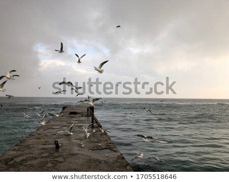 ストックフォト: Seagulls On The Pier