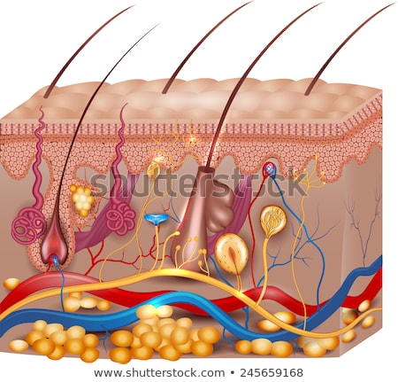 Stock fotó: Cell Structure Beautiful Color Illustration