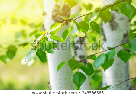 Stok fotoğraf: Beautiful Branch Of A Spring Birch
