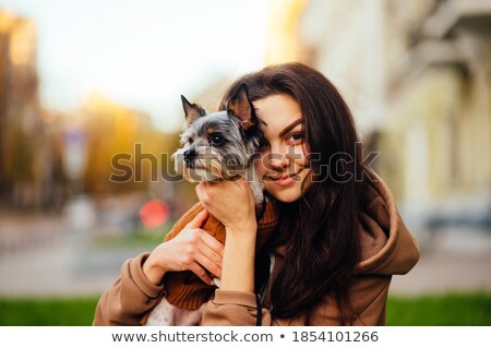 ストックフォト: Samoyed Dog Puppy Female Sitting And Looking Up