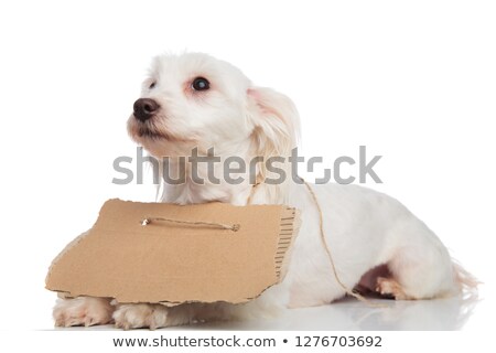 [[stock_photo]]: Side View Of Beggar Bichon Looking Up To Side