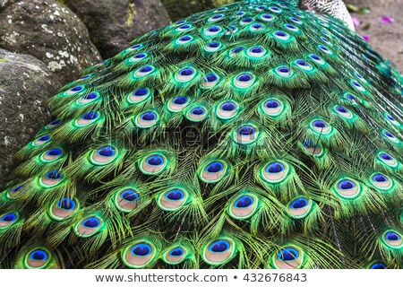 Stok fotoğraf: Amazing Peacock Tail