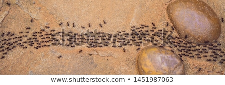 Zdjęcia stock: Background Ants Running Ants Cord Many Ants Fast On Dirt Road
