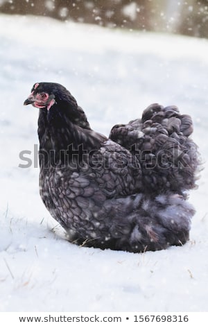 Stock photo: Beautiful Free Range Blue Cochin Or Pekin Hen