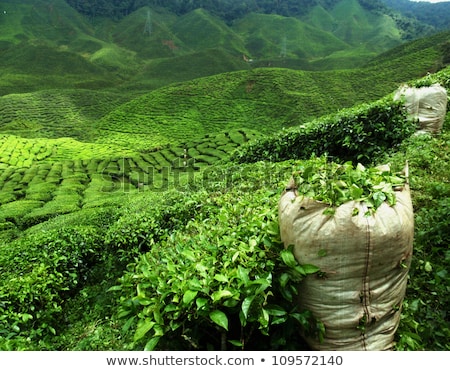Foto d'archivio: Ceylon Tea Fields Sri Lanka