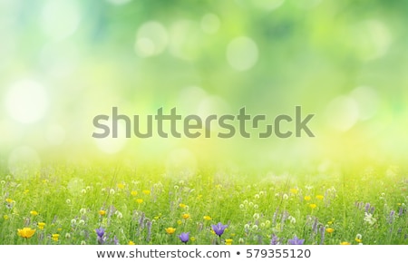 Foto stock: Daisy Flower On A Summer Field