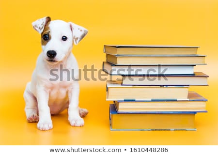 Foto d'archivio: Dog Book Stack