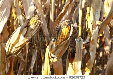 Foto stock: Natural Full Frame Background With Withered Corn Plants