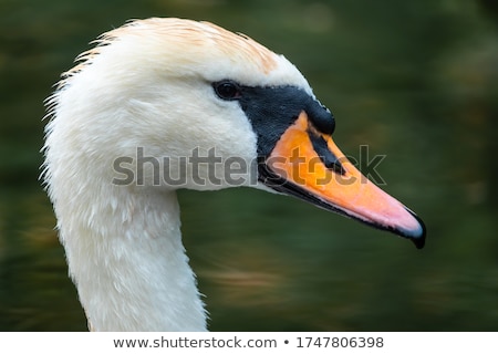 [[stock_photo]]: Mute Swan In A Calm Pond