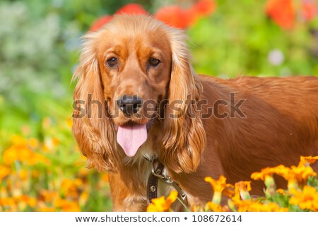 Stock photo: English Cocker Spaniel Family