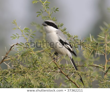 Stockfoto: Southern Grey Shrike Lanius Meridionalis