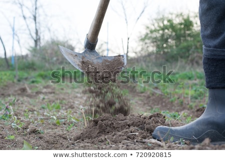 Stock foto: Man Hoeing Vegetable Garden Soil