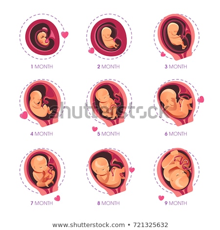 Stock fotó: A Vector Of Fetal Development