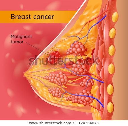 Сток-фото: Women Breast Structure Diagram Mammary Glands