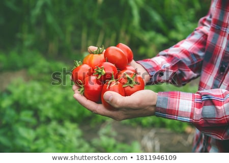 Foto stock: Tomatoes In Hands