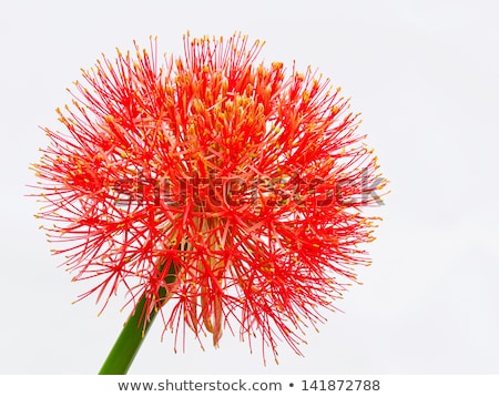 Foto stock: Close Up Of Fireball Lily