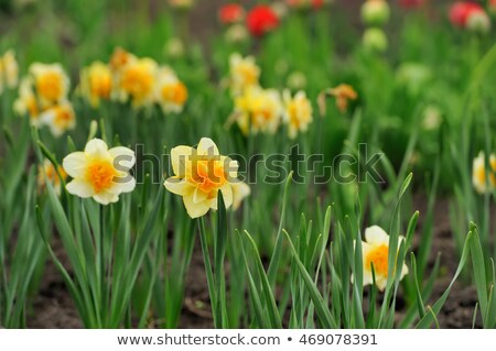 Foto stock: A Bunch Of Miniature Daffodils
