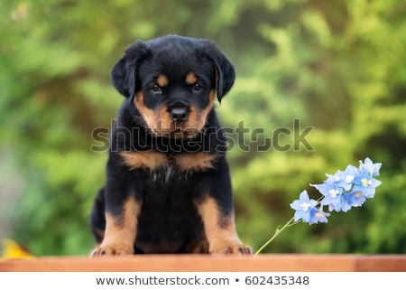 Stockfoto: Puppy Rottweiler