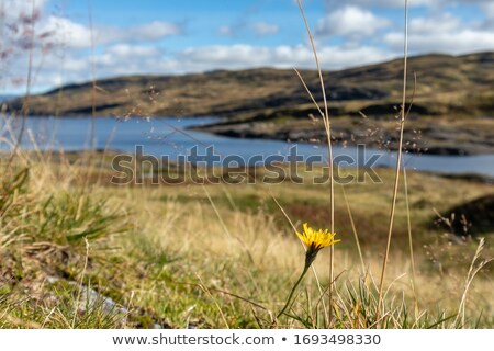 Foto stock: Beautiful Meadow In Norwegian Mountains