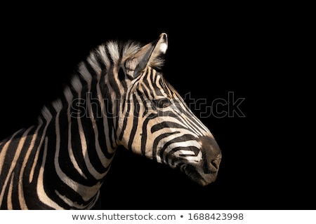 [[stock_photo]]: Ortrait · de · zèbre · isolé