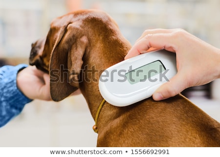 Stock photo: Microchip