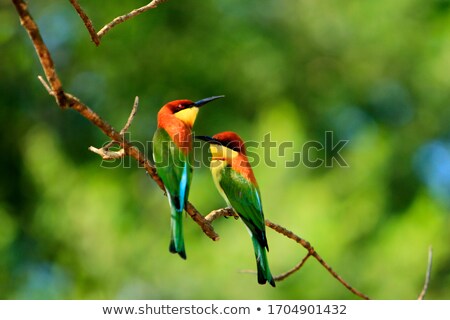 Stock fotó: Chesnut Headed Bee Eater