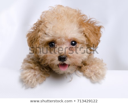 Stock photo: Puppy Brown Poodle