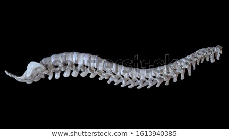 Stok fotoğraf: Skeletal Human Spine