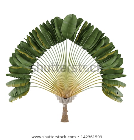 Stock photo: Ravenala Madagascariensis Palm