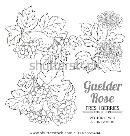 Stockfoto: Berries Of Guelder Rose Viburnum Opulus