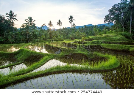 Stock fotó: Rice Paddys With Water Irrigation In Bali