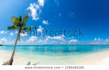 Stock photo: Sunny Day At Amazing Tropical Beach With Palm Tree