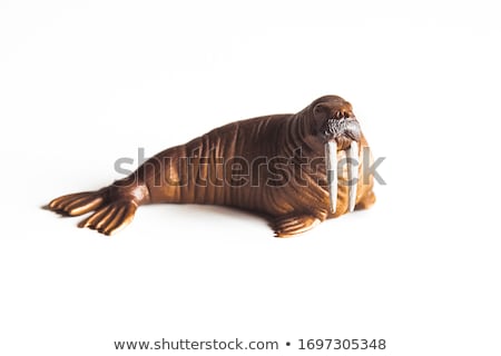 Stock fotó: Walrus On White Background