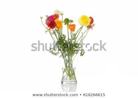 ストックフォト: White Ranunculus Flowers In A Ceramic Vase Black Background Copy Space