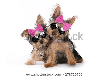 Сток-фото: Yorkshire Terrier Puppies Dressed Up In Pink