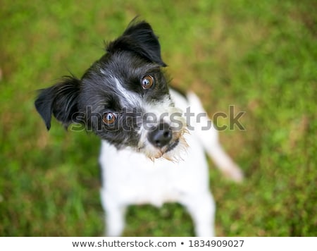 Foto stock: Jack Russel Terrier Dog And A Mixed Breed Dog