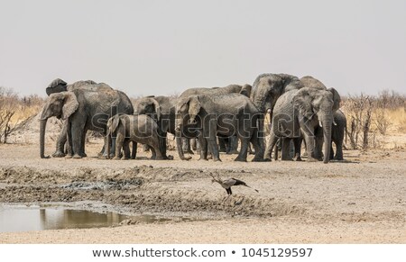 Stock photo: Secretarybird Drink Water