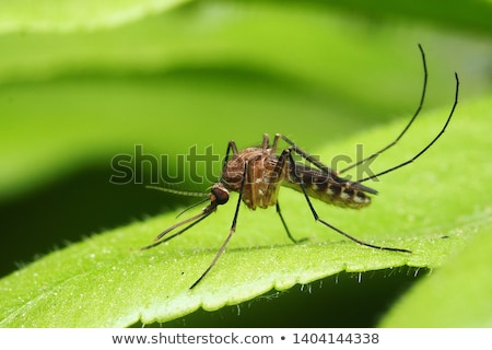 Stock photo: Mosquito