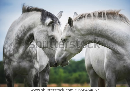 [[stock_photo]]: Beautiful Pair Of Horses On The Farm Ranch