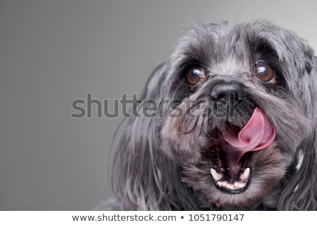 [[stock_photo]]: Lovely Havanese Portrait In Gray Background