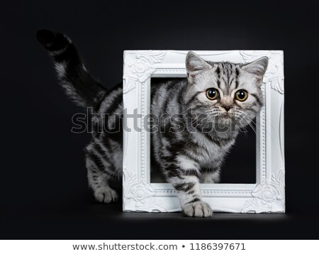 Сток-фото: Amazing Cute Black Silver Tabby British Shorthair Cat Kitten Isolated On Black Background