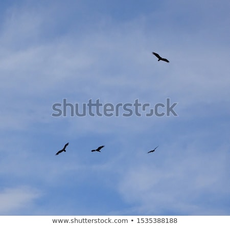 Stockfoto: Four Vultures