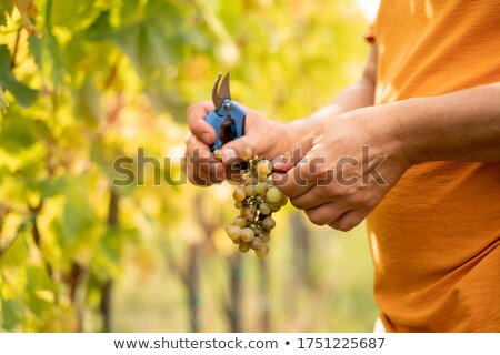 ストックフォト: Vintner Checking Wine