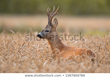 Stok fotoğraf: Young Roebuck Capreolus Capreolus