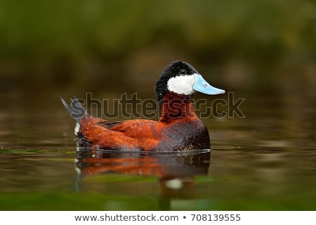 [[stock_photo]]: Ruddy Duck In Green Water